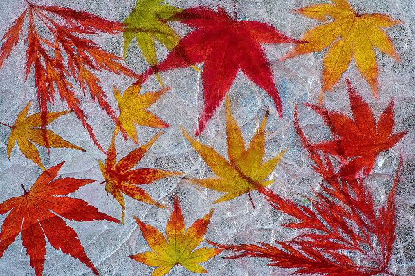 Jaynes Gallery 아티스트의 Fall maple leaves in ice작품입니다.